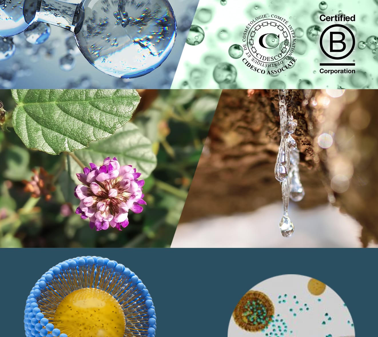 Фито-био инжиниринг из Италии для вашей кожи